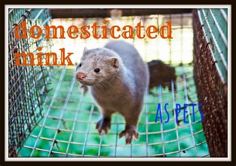 Great news!!!you're in the right place for mink pet. Domesticated Minks as Pets | PetHelpful