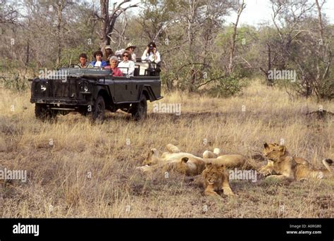 Kruger National Park Lions Vehicle Hi Res Stock Photography And Images