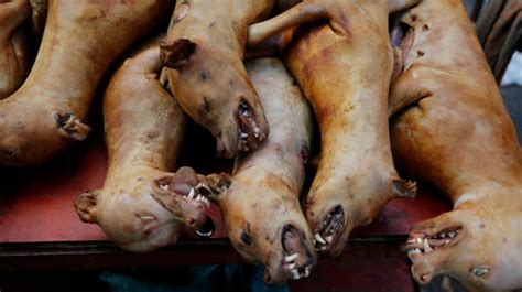 La Xina Celebra El Seu Festival De Carn De Gos