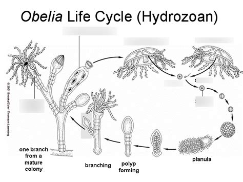 Phylum Cnidaria Obelia Diagram Quizlet