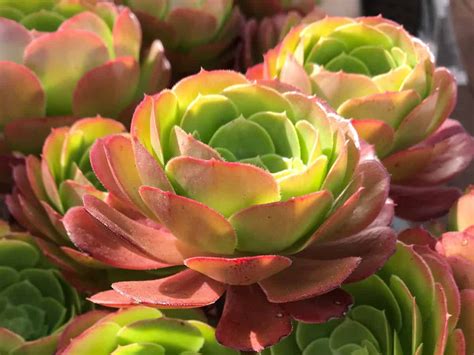 Light And Sun For Succulents And Cacti The Ultimate Guide Sublime