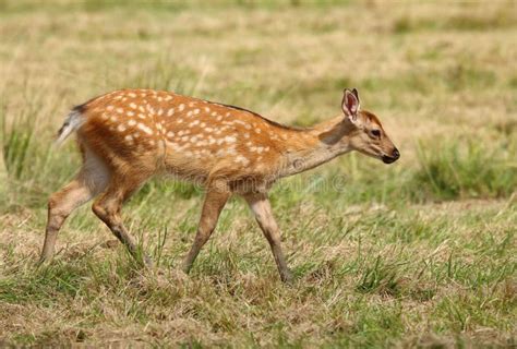 Baby Of Sika Deer Resting Curled Up On The Ground Stock Photo Image