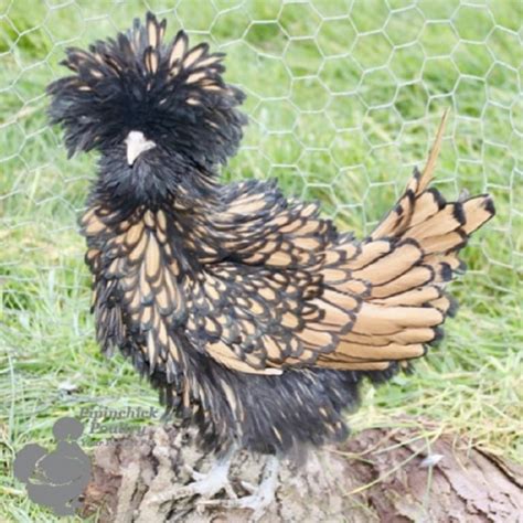 Polish Bantams For Sale Bantam Laced Frizzle Polish Hens UK