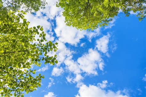 Blue Sky And Green Leaves Stock Photo Image 42389041