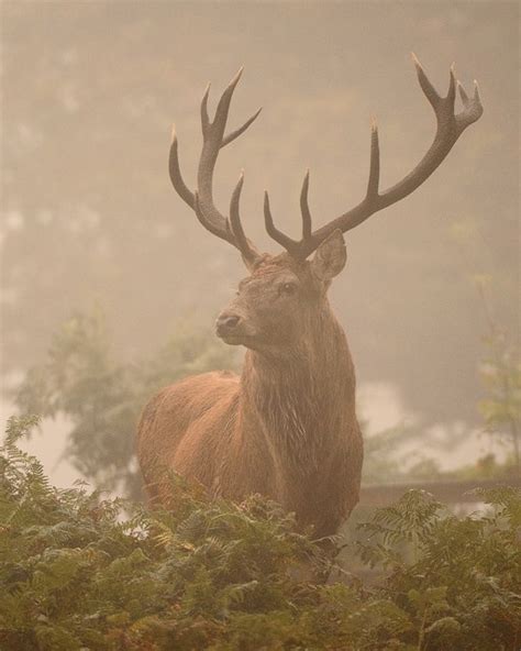 Red Deer Bradgate Park © Julian Dowse Geograph Britain And Ireland