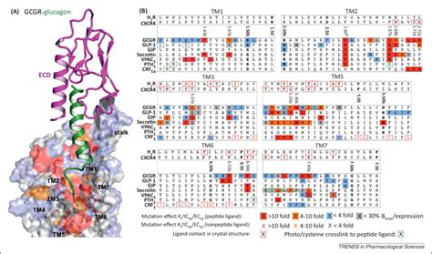 Insights Into The Structure Of Class B Gpcrs Trends In Pharmacological