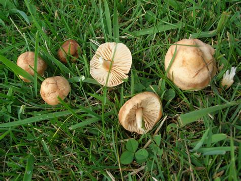 The Mysterious Growth Of Mushrooms In Fairy Rings Wsmbmp