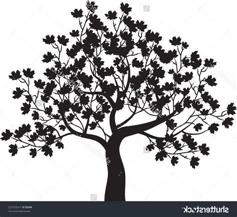 Maple Tree Vector At Getdrawings Free Download