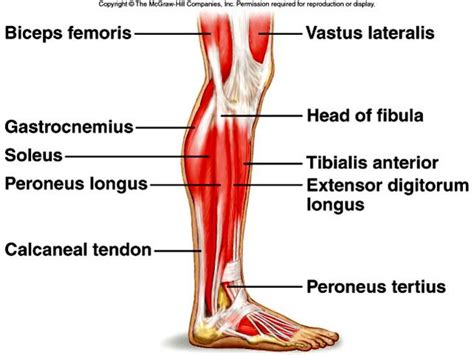 The gastrocnemius muscle has two large bellies, called the medial head and the lateral. Lower Limb Muscles Labeled - Made By Creative Label