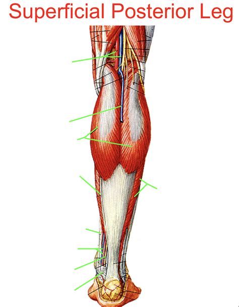 Superficial Posterior Lower Leg Diagram Quizlet