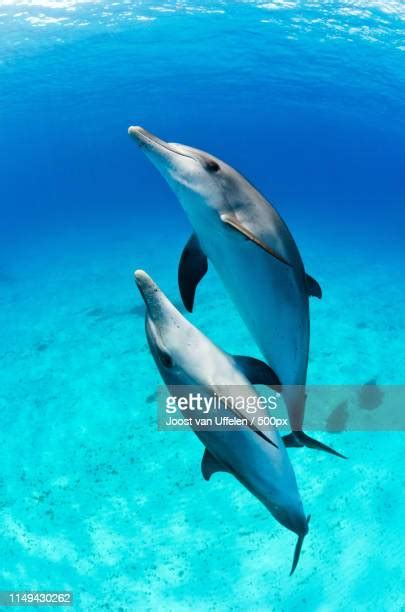 Touch Dolphin Photos And Premium High Res Pictures Getty Images