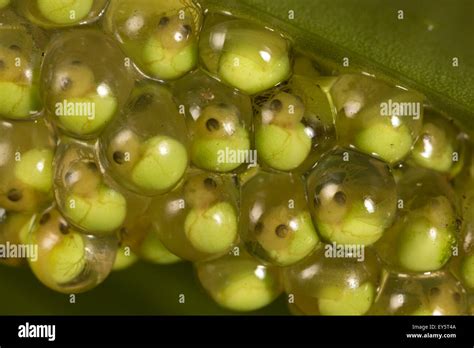 Red Eyed Tree Frog Eggs Barro Colorado Panama Stock Photo Alamy
