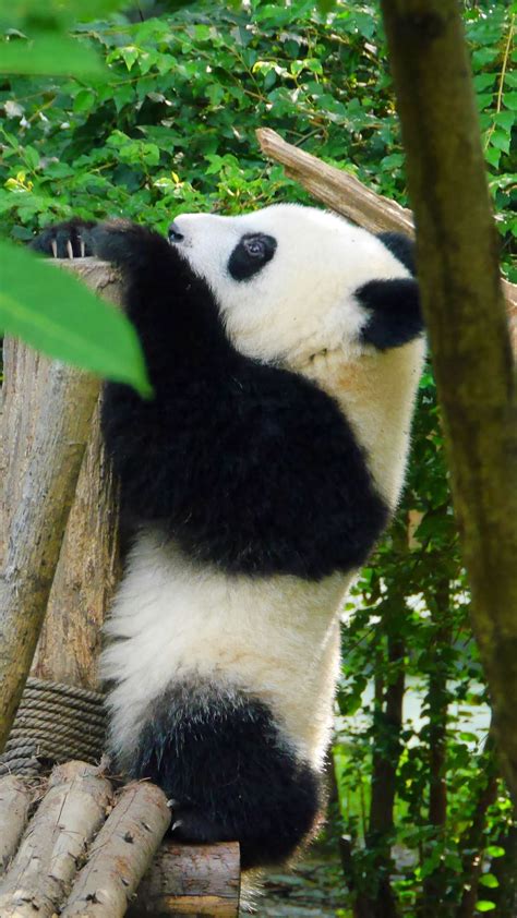 Phone Wallpaper Panda Animal Trees Leaves Hd Phone Background