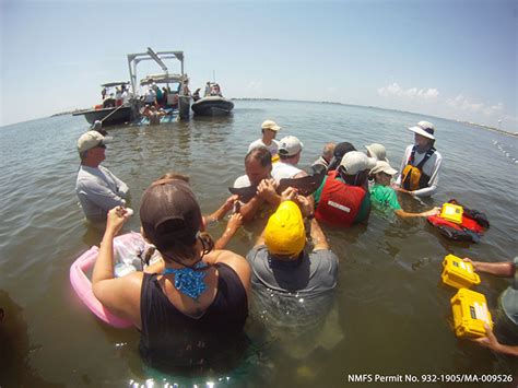 Training Opportunities Sarasota Dolphin Research Program