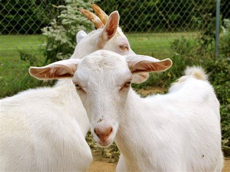 5 Best Dairy Goat Breeds For The Small Farm The Free Range Life