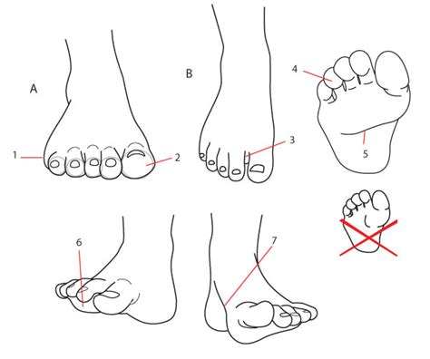 Human Anatomy Fundamentals How To Draw Feet