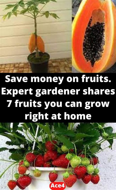 Save Money On Fruits Expert Gardener Shares 7 Fruits You Can Grow Right