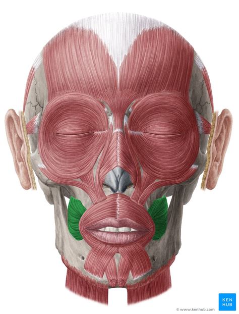 Buccinator Origin Insertion Innervation Function Kenhub