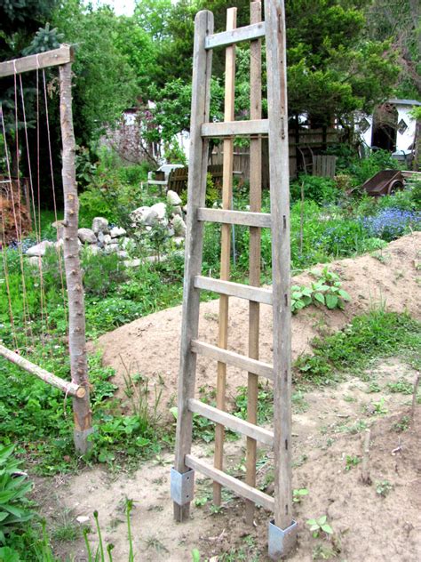 Wir verraten ihnen, wie sie es mit holzpfählen und draht ganz einfach selber bauen können. Rankgerüst aus einer Leiter einfach bauen » GartenBob.de ...