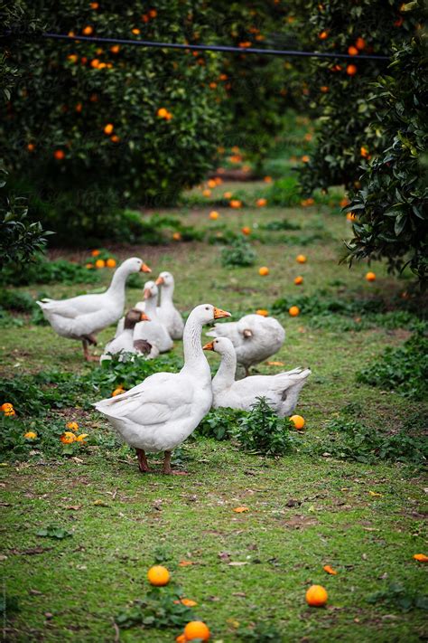 A Group Of Ducks Rest In An Orange Grove By Helen