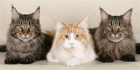 The guinness world records title for the longest cat is a maine. Maine Coon Cats As Pets: Cost, Personality, Health ...