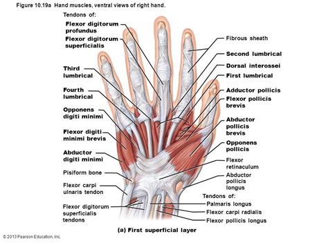Image result for muscles of the wrist and hand posterior view | Muscle