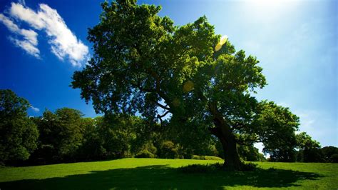 Hd Tree Wallpapers Beautiful Cool Wallpapers