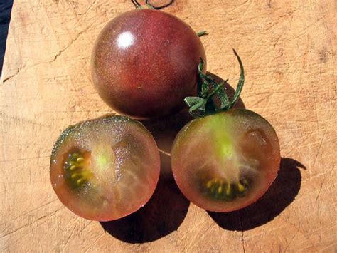 Black Cherry Tomato 008 G Southern Exposure Seed Exchange Saving
