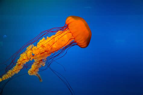 Free Images Sea Underwater Jellyfish Blue Invertebrate Cnidaria