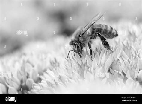 Black And White Honey Bee