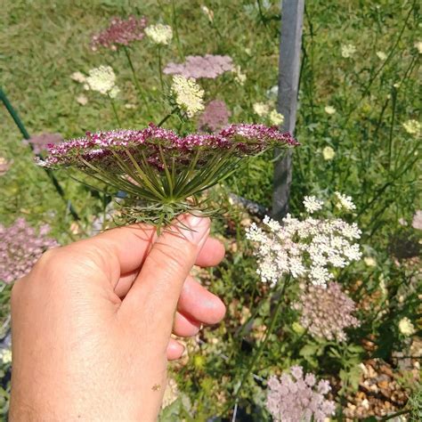 How To Grow Ammi False Queen Annes Lace — Three Acre Farm
