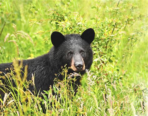 Meadow Black Bear Photograph By Timothy Flanigan Fine Art America