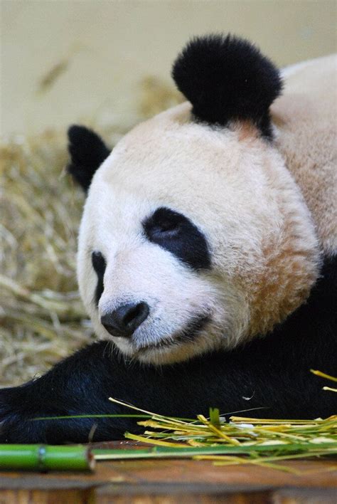 Panda Dogs Are Dogs That Look Like Pandas Photos Huffpost Life
