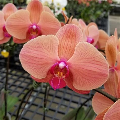 Orange Orchids Available Now White Plains Orchids