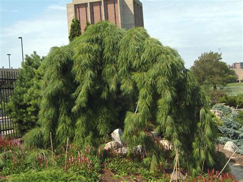 Types Of Weeping Pine Trees