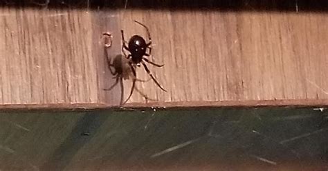 Pocket Door Spider Usa Michigan Imgur