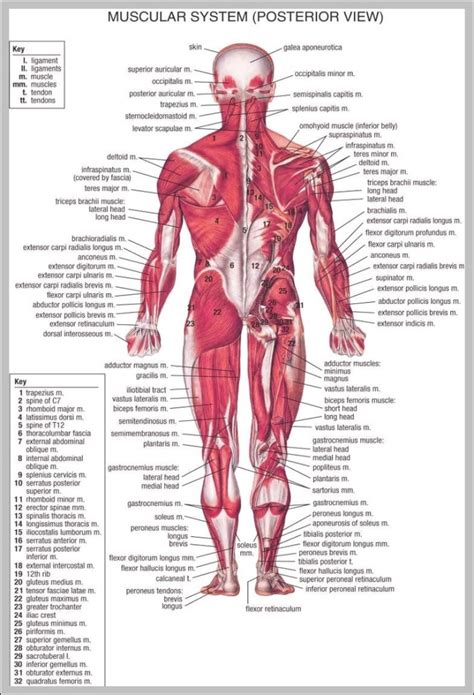 Back Muscles Anatomy Chart Graph Diagram