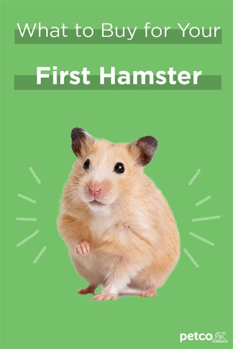 What To Buy For Your Hamster The Essential Hamster