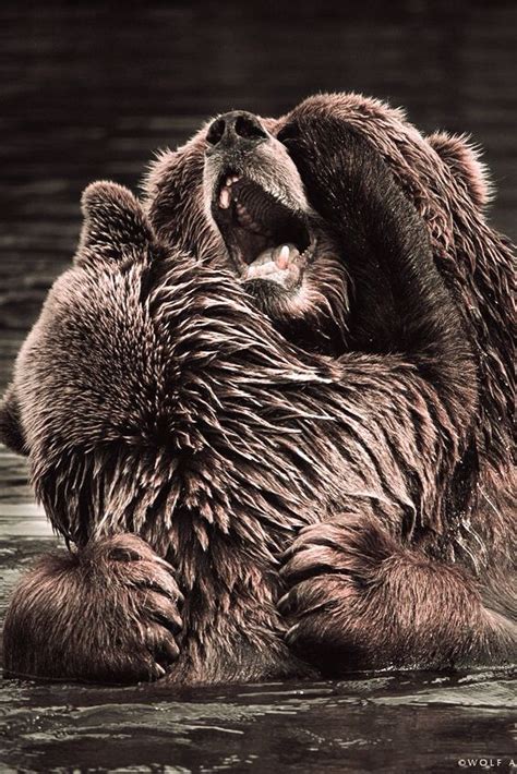 Bear Hug Bear Animals Big Bear
