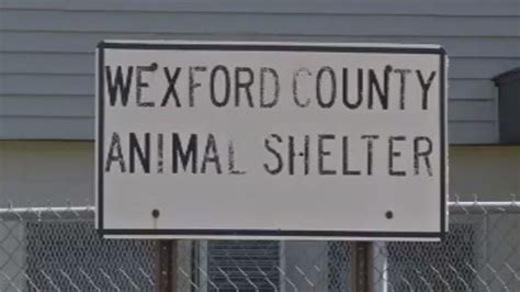 Wexford County Animal Shelter Closed Due To Parvovirus