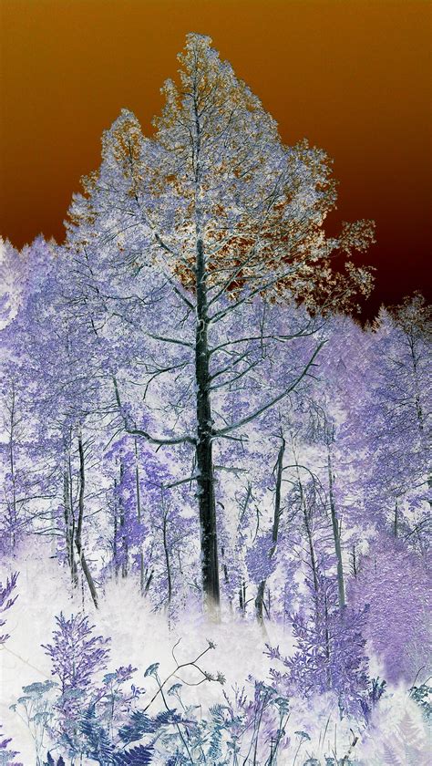 Pin by Dean Johnson on winter scenes | Winter scenes, Plants, Scenes