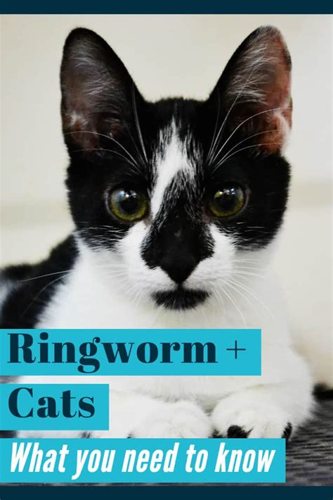 Ringworm In Cats Identifying Disinfecting And Treating