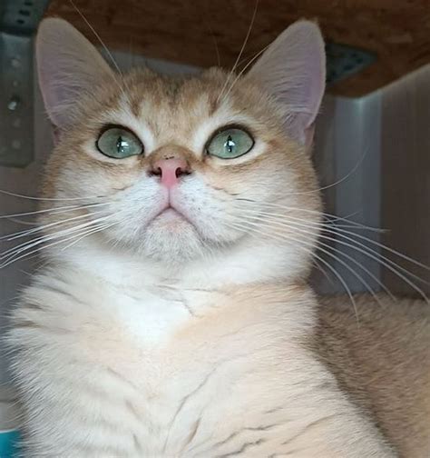 Top 150 Sophisticated Female Cat Names Petpress Cat