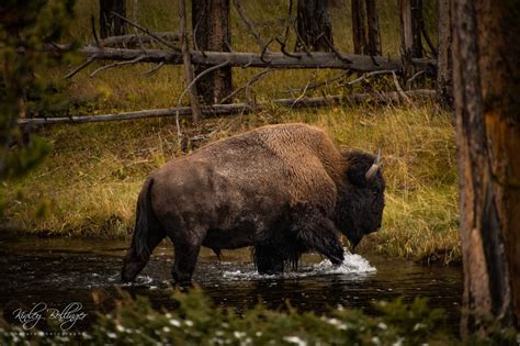 Wyoming Wildlife Wyophotography