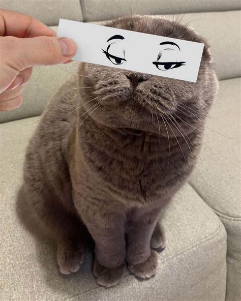 Guy Uses Funny Face Cutouts To Make His Cats Look Hilariously Emotional