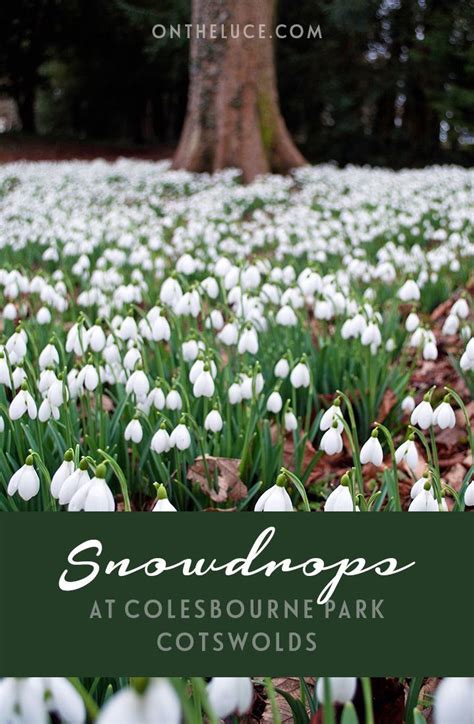 The First Snowdrops Show Spring Is On Its Way Colesbourne Park In The