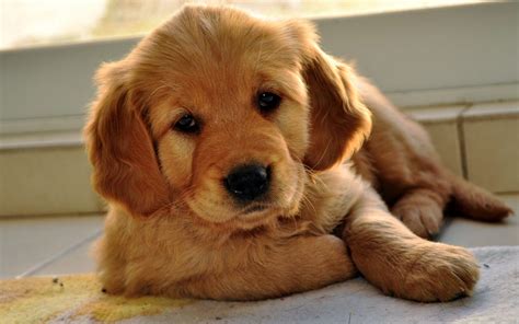 It can support their growth to 15 months of age. Golden Retriever Dog Names: The Best List of Ideas