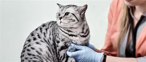 health risks of overweight and obese cats royal canin uk