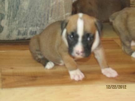 The valley bulldog's temperament may vary, as is true of all mixed breed dogs. Valley Bulldog Puppies! for Sale in Chaptico, Maryland Classified | AmericanListed.com