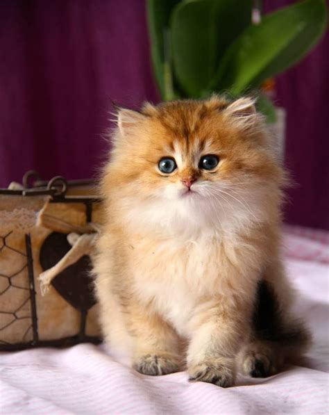 Golden British Longhair Kittens For Sale Amphibian Plant Examples